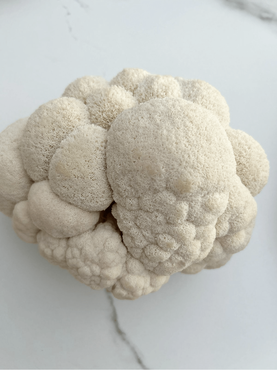 Adaptógenos: ¿Qué son y cómo pueden&nbsp;ayudarte?